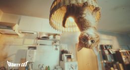「重力的眩暈猫」廣告獲得世界最高峰坎城國際創意節七項大獎